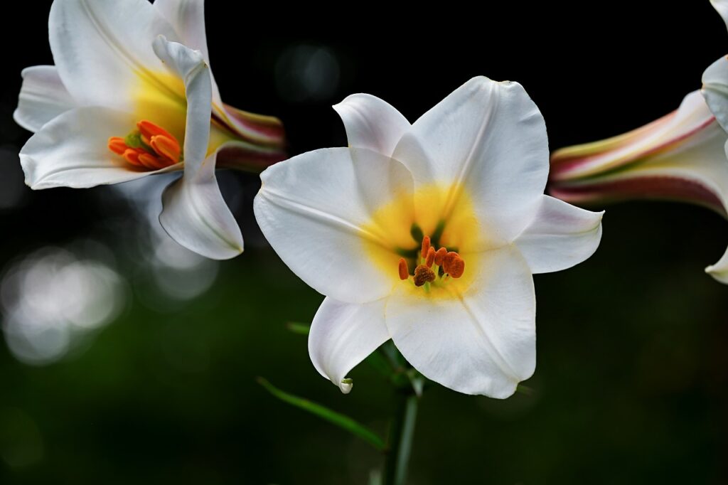 david-lily, lily, white-3491819.jpg